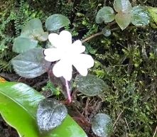 Salah satu spesies tumbuhan yang ada di gunung kahung